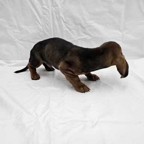 スタンダードダックスフンド