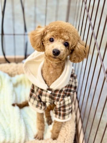 新潟県のトイプードル(トイ) (ペットアミ 柏崎店/2025年5月16日生まれ/男の子/レッド)の子犬の1枚目の画像