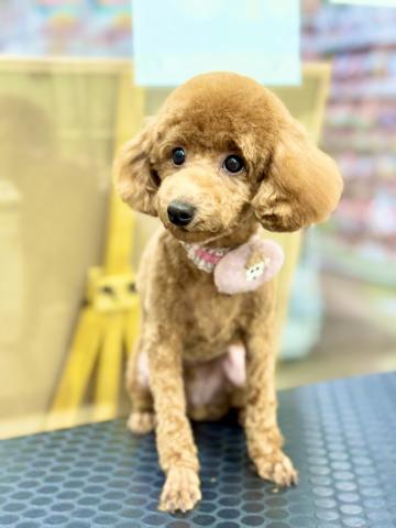 新潟県のトイプードル(トイ) (ペットアミ 柏崎店/2025年5月16日生まれ/男の子/レッド)の子犬の2枚目の画像