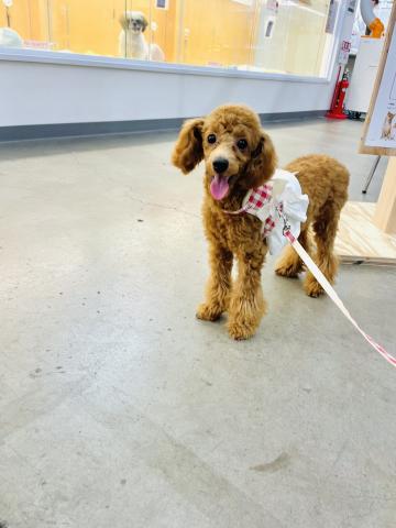 新潟県のトイプードル(トイ) (ペットアミ 柏崎店/2025年5月16日生まれ/男の子/レッド)の子犬の3枚目の画像