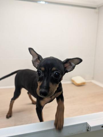 石川県のミニチュアピンシャー (ペットアミ 津幡店/2025年8月16日生まれ/女の子/ブラックタン)の子犬の2枚目の画像