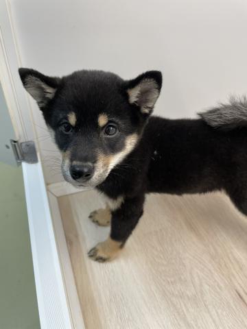 石川県の柴犬(標準サイズ) (ペットアミ 津幡店/2025年8月19日生まれ/女の子/黒)の子犬の2枚目の画像