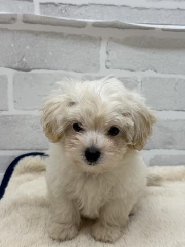 三重県のハーフ犬・ミックス犬 (ペットアミ 松阪店/2025年8月24日生まれ/男の子/クリーム)の子犬の1枚目の画像