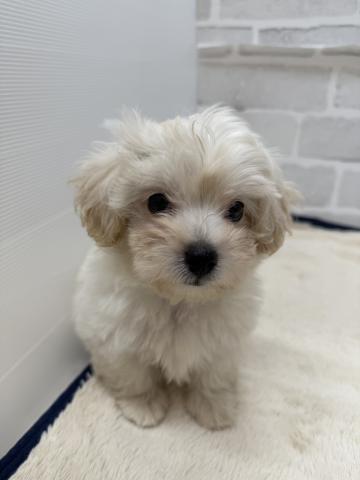 三重県のハーフ犬・ミックス犬 (ペットアミ 松阪店/2025年8月24日生まれ/男の子/クリーム)の子犬の2枚目の画像