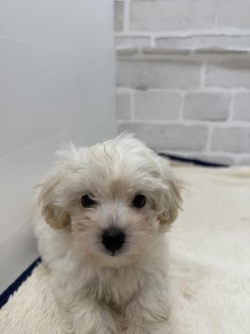 三重県のハーフ犬・ミックス犬 (ペットアミ 松阪店/2025年8月24日生まれ/男の子/クリーム)の子犬の3枚目の画像