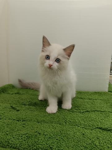 秋田県のラグドール (ペットアミ 本荘インター店/2025年9月13日生まれ/女の子/ブルーポイントバイカラー)の子猫の1枚目の画像