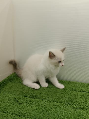 秋田県のラグドール (ペットアミ 本荘インター店/2025年9月13日生まれ/女の子/ブルーポイントバイカラー)の子猫の2枚目の画像