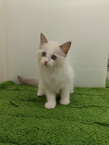秋田県のラグドール (ペットアミ 本荘インター店/2025年9月13日生まれ/女の子/ブルーポイントバイカラー)の子猫の3枚目の画像
