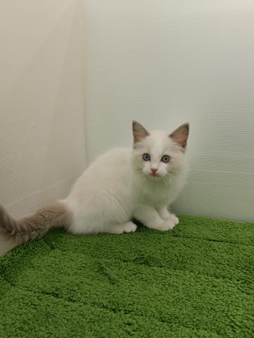 秋田県のラグドール (ペットアミ 本荘インター店/2025年9月13日生まれ/女の子/ブルーポイントバイカラー)の子猫の4枚目の画像