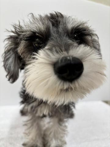 新潟県のミニチュアシュナウザー (ペットアミ 加茂店/2025年7月26日生まれ/男の子/ソルトペッパー)の子犬の1枚目の画像