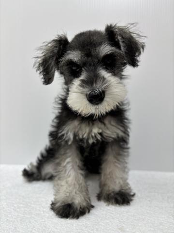 新潟県のミニチュアシュナウザー (ペットアミ 加茂店/2025年7月26日生まれ/男の子/ソルトペッパー)の子犬の2枚目の画像