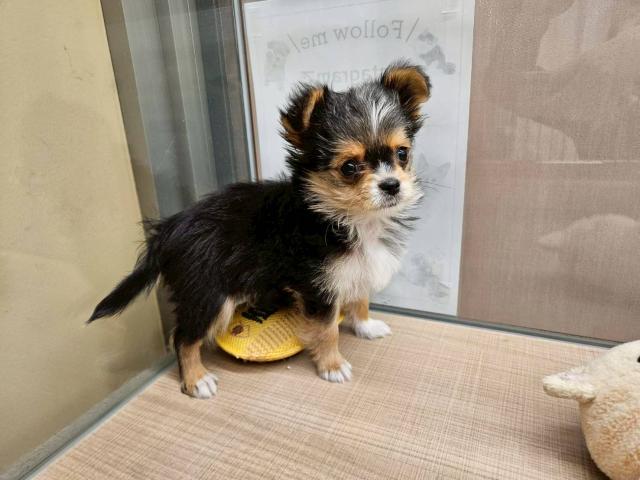 MIXチワヨーキー