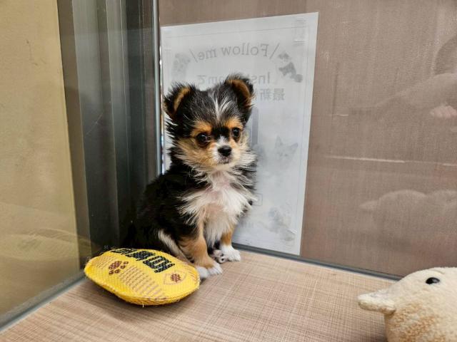 MIXチワヨーキー