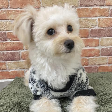 トイプードル×ポメラニアン