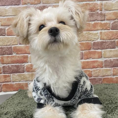 トイプードル×ポメラニアン