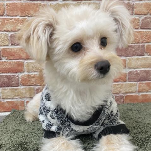 トイプードル×ポメラニアン