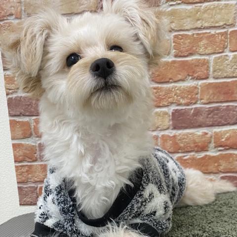 トイプードル×ポメラニアン