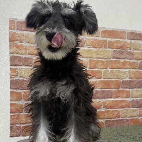 ミニチュアシュナウザー