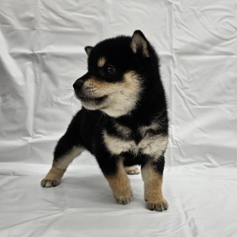 大阪府の柴犬(標準サイズ) (ビバペッツ 和泉中央店/2025年8月28日生まれ/男の子/黒)の子犬の4枚目の画像