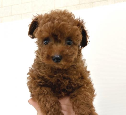 秋田県のトイプードル(トイ) (ペットアミ 秋田卸町店/2025年9月6日生まれ/男の子/レッド)の子犬