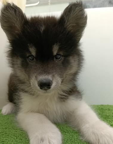 秋田県のハーフ犬・ミックス犬 (ペットアミ 本荘インター店/2025年11月3日生まれ/男の子/ブラックホワイト)の子犬の1枚目の画像