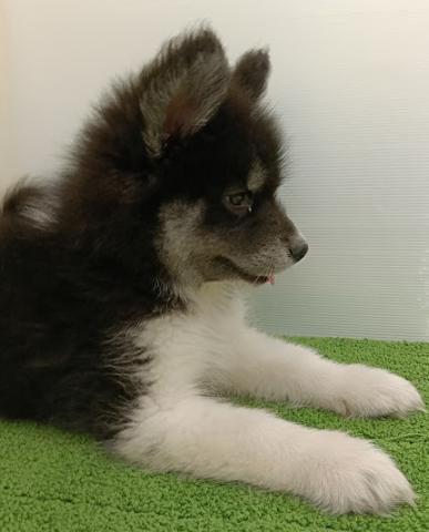 秋田県のハーフ犬・ミックス犬 (ペットアミ 本荘インター店/2025年11月3日生まれ/男の子/ブラックホワイト)の子犬の2枚目の画像