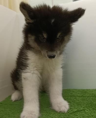 秋田県のハーフ犬・ミックス犬 (ペットアミ 本荘インター店/2025年11月3日生まれ/男の子/ブラックホワイト)の子犬の3枚目の画像