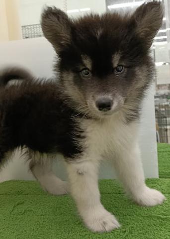 秋田県のハーフ犬・ミックス犬 (ペットアミ 本荘インター店/2025年11月3日生まれ/男の子/ブラックホワイト)の子犬の4枚目の画像