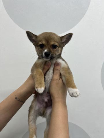 犬ハーフ(ロングチワワ×柴犬)