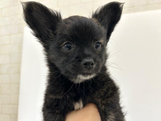 秋田県のパピチー/チワパピ(パピヨン×チワワ) (ペットアミ 秋田卸町店/2025年6月21日生まれ/男の子/ブラック)の子犬の1枚目の画像