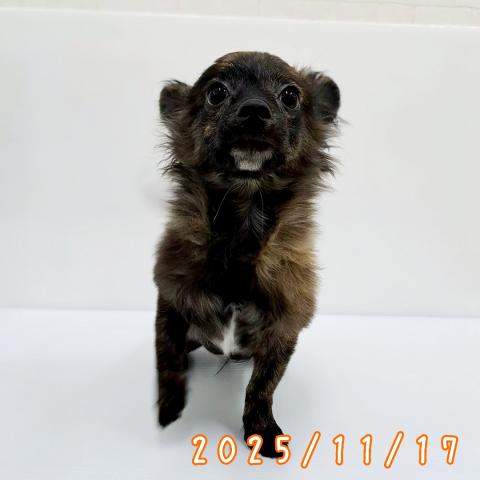 秋田県のパピチー/チワパピ(パピヨン×チワワ) (ペットアミ 秋田卸町店/2025年6月21日生まれ/男の子/ブラック)の子犬の2枚目の画像