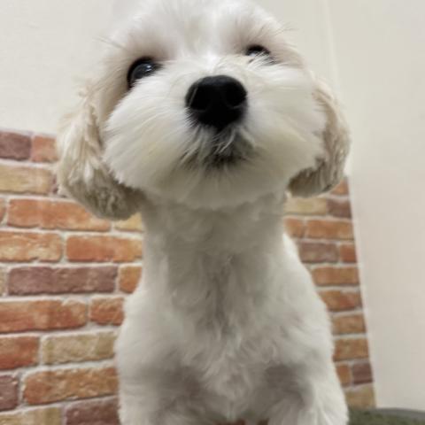 石川県のマルチーズ (ペットアミ 津幡店/2025年2月15日生まれ/女の子/ホワイト)の子犬の1枚目の画像