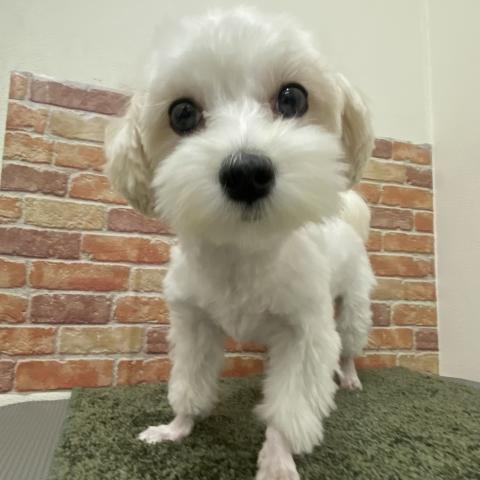 石川県のマルチーズ (ペットアミ 津幡店/2025年2月15日生まれ/女の子/ホワイト)の子犬の2枚目の画像