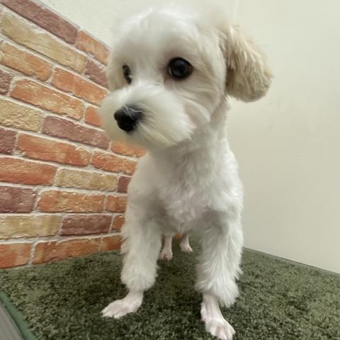 石川県のマルチーズ (ペットアミ 津幡店/2025年2月15日生まれ/女の子/ホワイト)の子犬の3枚目の画像