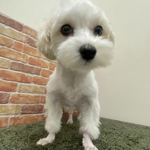 石川県のマルチーズ (ペットアミ 津幡店/2025年2月15日生まれ/女の子/ホワイト)の子犬の4枚目の画像
