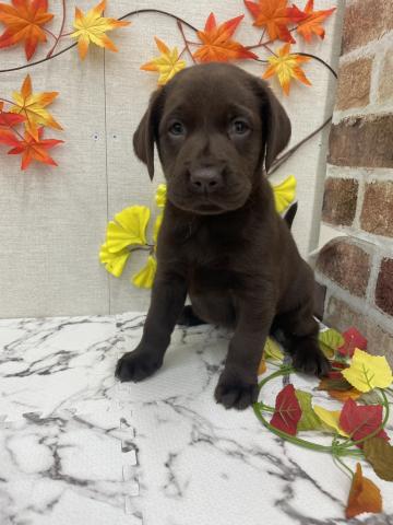 ラブラドールレトリーバー