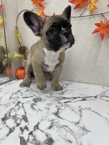 フレンチブルドッグ