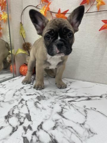 フレンチブルドッグ