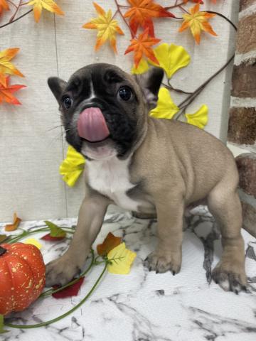 フレンチブルドッグ