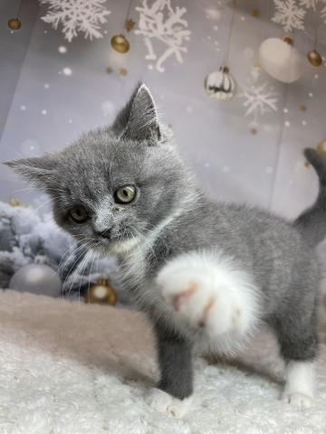 新潟県のブリティッシュショートヘアー (ペットアミ 十日町店/2025年8月30日生まれ/男の子/ブルーホワイト)の子猫の1枚目の画像