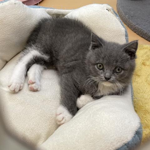 新潟県のブリティッシュショートヘアー (ペットアミ 十日町店/2025年8月30日生まれ/男の子/ブルーホワイト)の子猫の2枚目の画像