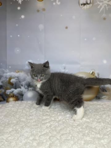 新潟県のブリティッシュショートヘアー (ペットアミ 十日町店/2025年8月30日生まれ/男の子/ブルーホワイト)の子猫の3枚目の画像