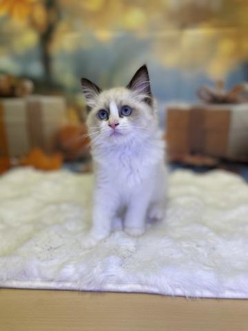 新潟県のラグドール (ペットアミ 十日町店/2025年8月1日生まれ/女の子/シールポイントバイカラー)の子猫の2枚目の画像