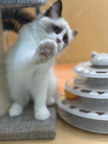 新潟県のラグドール (ペットアミ 十日町店/2025年8月1日生まれ/女の子/シールポイントバイカラー)の子猫の3枚目の画像