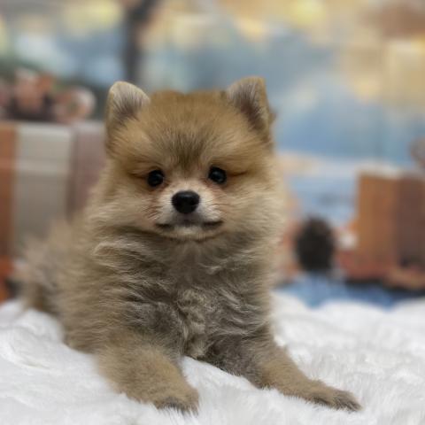 新潟県のポメラニアン (ペットアミ 十日町店/2025年7月26日生まれ/男の子/オレンジ)の子犬の2枚目の画像