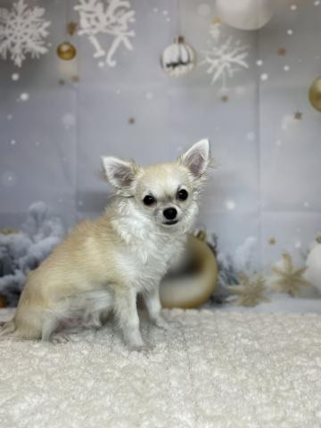 新潟県のチワワ(ロング) (ペットアミ 十日町店/2025年4月5日生まれ/男の子/フォーン)の子犬の1枚目の画像