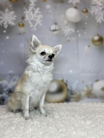 新潟県のチワワ(ロング) (ペットアミ 十日町店/2025年4月5日生まれ/男の子/フォーン)の子犬の3枚目の画像