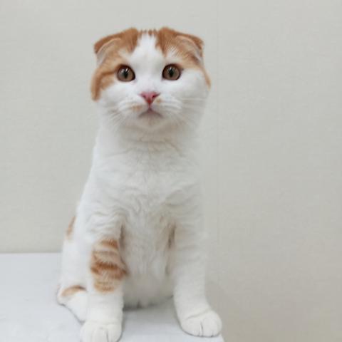 スコティッシュフォールド