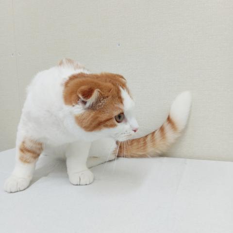 スコティッシュフォールド