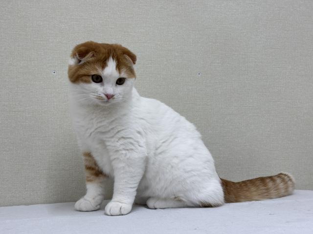 スコティッシュフォールド